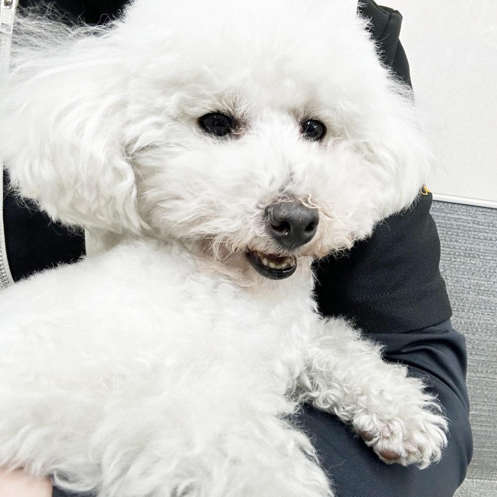 生徒が撮影したモデル犬の写真③